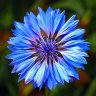 KnapWeed