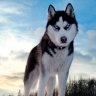 Wispard