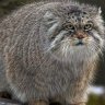 FatPuzo